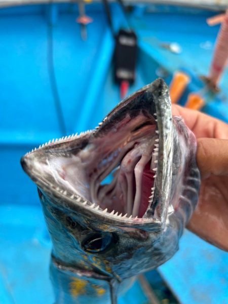 大阪湾太刀魚テンヤ
