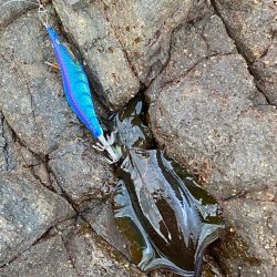 近場でエギング