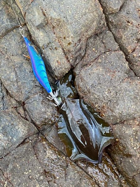 近場でエギング