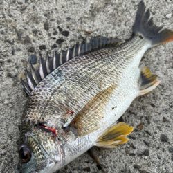 ヘチってきました