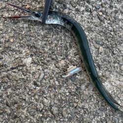 和歌山太刀魚調査