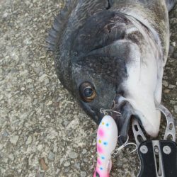 チヌトップ最盛期！