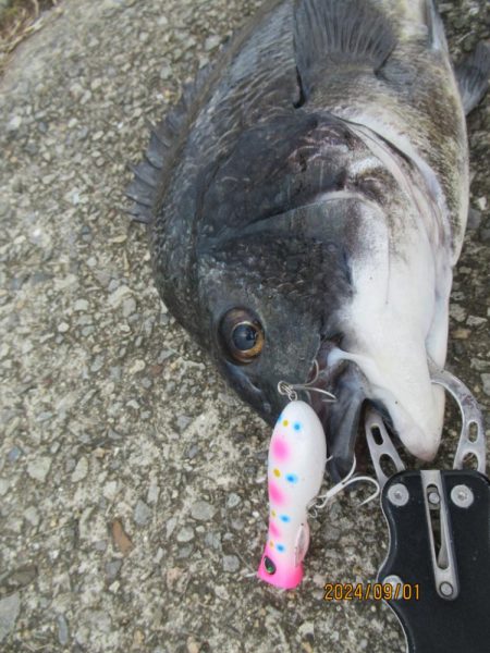 チヌトップ最盛期！