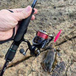 本格的にシーズンイン