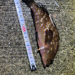 久しぶりのライトワインド