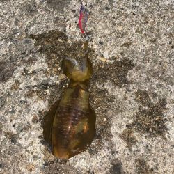 アオリの3日連続二桁