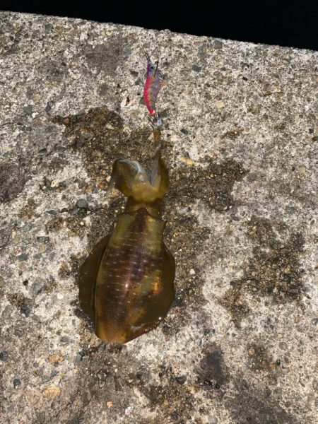 アオリの3日連続二桁