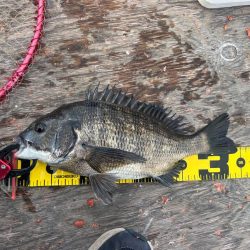 いつものチヌ釣り