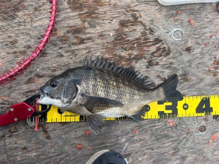 いつものチヌ釣り