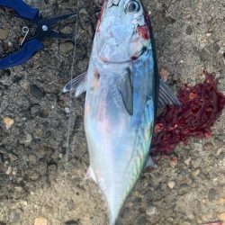 ソウダカツオ❓ スマカツオ❓