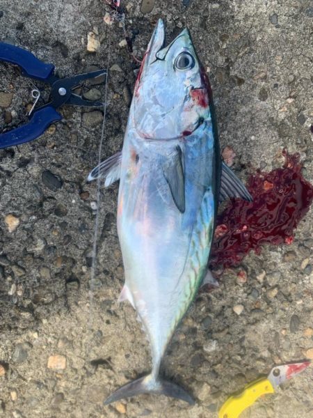 ソウダカツオ❓ スマカツオ❓