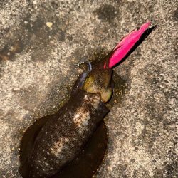 チニングでまさかの年無し！そしてアオリイカも