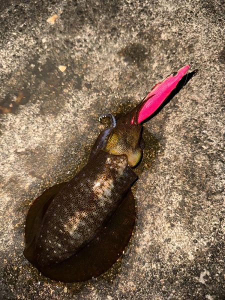 チニングでまさかの年無し！そしてアオリイカ…