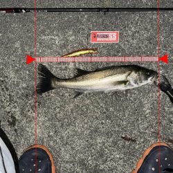 この時期特有のベイトパターンに合わせると無限バイトから怒涛の19キャッチ!