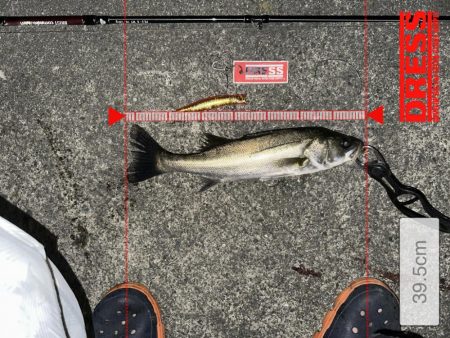 この時期特有のベイトパターンに合わせると無限バイトから怒涛の19キャッチ!