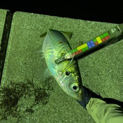 今日のアジさんは?