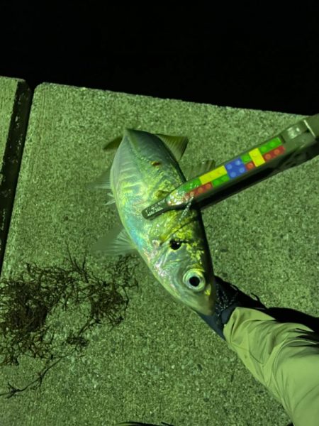 今日のアジさんは?