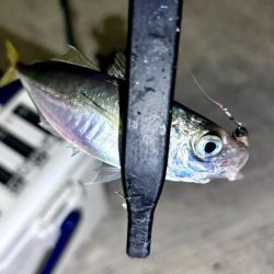 久しぶりのアジ！