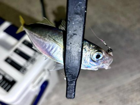 久しぶりのアジ！