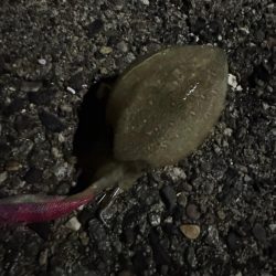 アオリイカ大きくなってきた