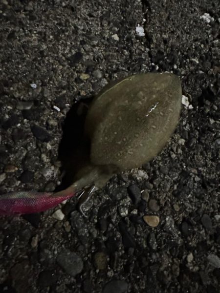 アオリイカ大きくなってきた