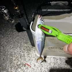 秋っぽい気候での豆アジング