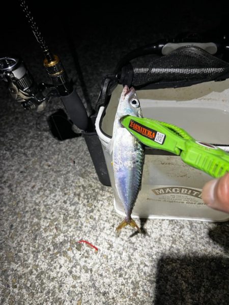 秋っぽい気候での豆アジング