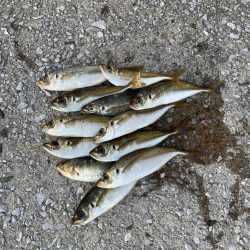 台風明け爆風アジング