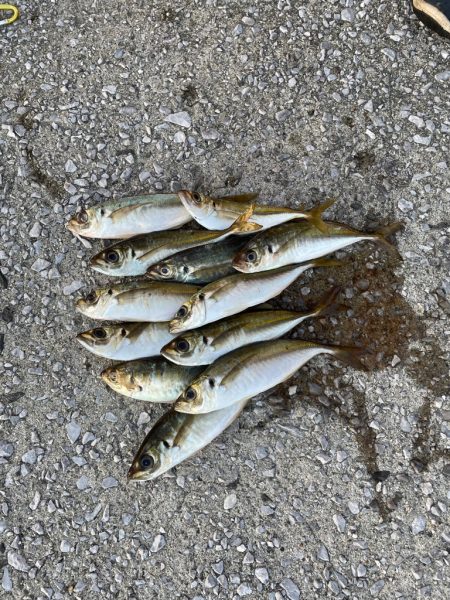 台風明け爆風アジング