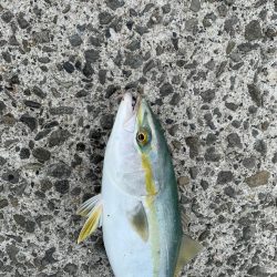 マイクロベイト？