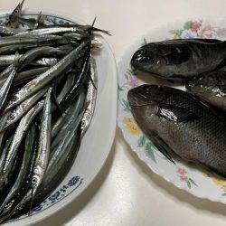 サヨリが入れ食い&安定の夜グレ