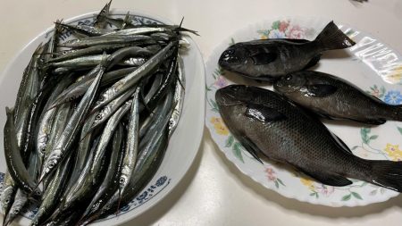 サヨリが入れ食い&安定の夜グレ