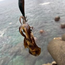 中途半端な時間で激渋だけとたまにポツポツと釣れる！