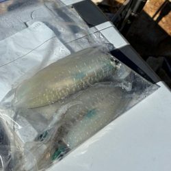 大荒れ後はダメ!?アオリイカ沈黙!