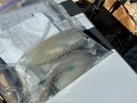 大荒れ後はダメ!?アオリイカ沈黙!