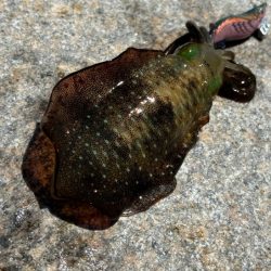 姫路離島エギング開幕！超高活性の爆釣！！