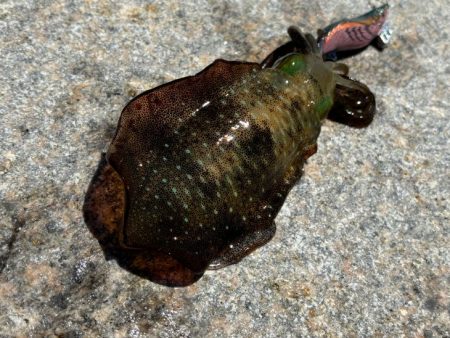 姫路離島エギング開幕！超高活性の爆釣！！