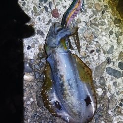 朝マズメ前からエギング