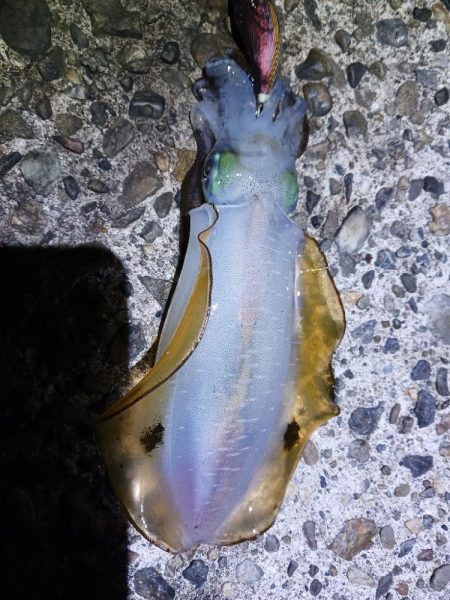 エギングでーす