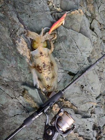 ランガン新子狩り