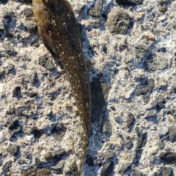 キス探し@深日港