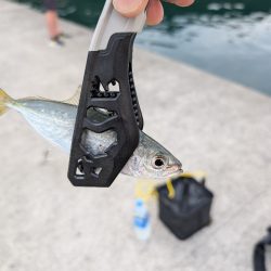 陸っぱり釣行記