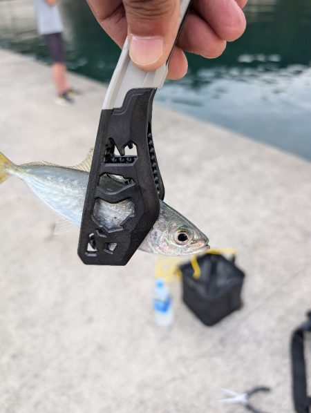 陸っぱり釣行記