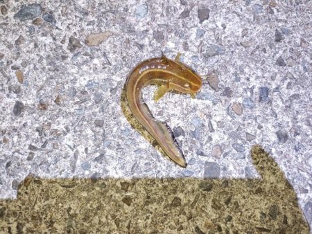 大荒れの大物狙い？