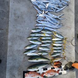 紀北の太刀魚た青物