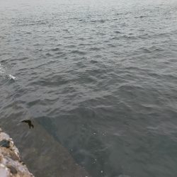 イサキの仔が岸際に群れて