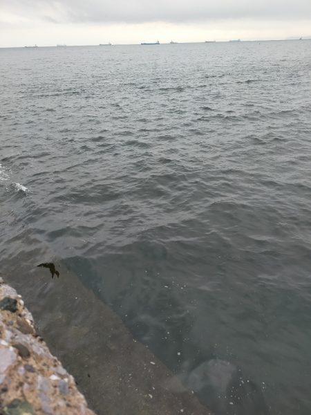 イサキの仔が岸際に群れて