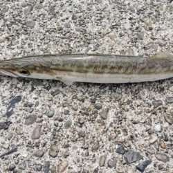 根魚探し@南紀~中紀