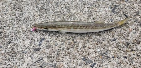 根魚探し@南紀~中紀