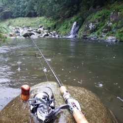 久々の尺ヤマメ